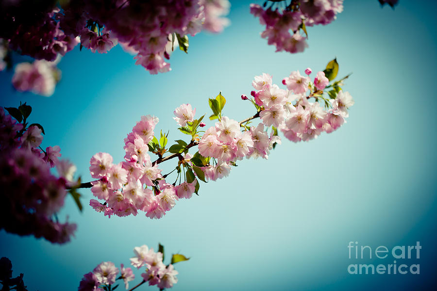 Pink Cherry Blossoms Sakura against Clear Blue Sky Photograph by Raimond Klavins