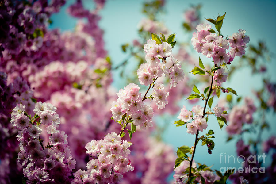 Pink Cherry Blossoms Sakura Clear Blue sky  Photograph by Raimond Klavins