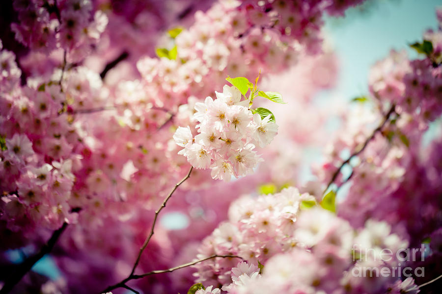 Pink Cherry Blossoms Sakura  Photograph by Raimond Klavins