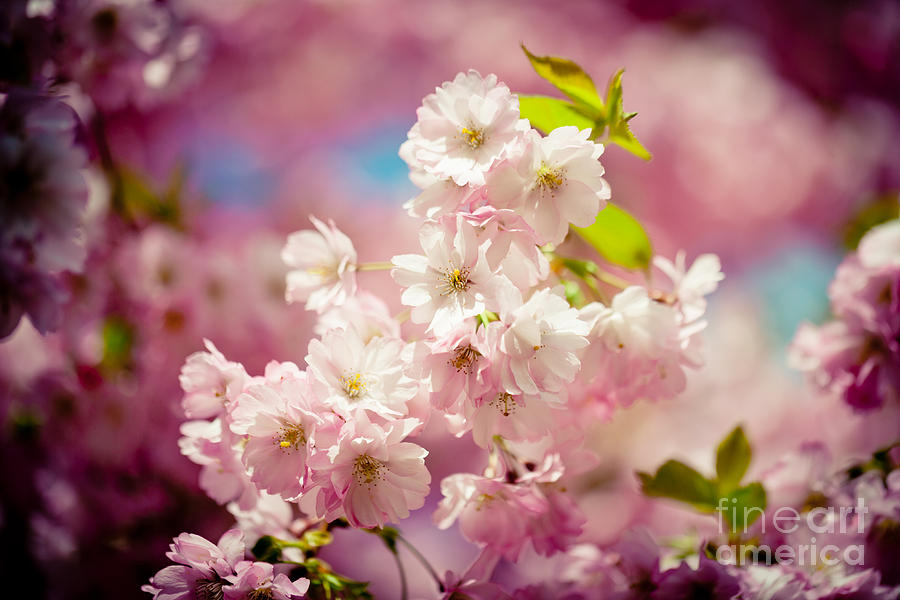 Pink Cherry Blossoms Sakura Spring  Photograph by Raimond Klavins