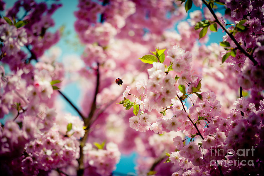 Pink Cherry Blossoms Sakura with bee Photograph by Raimond Klavins