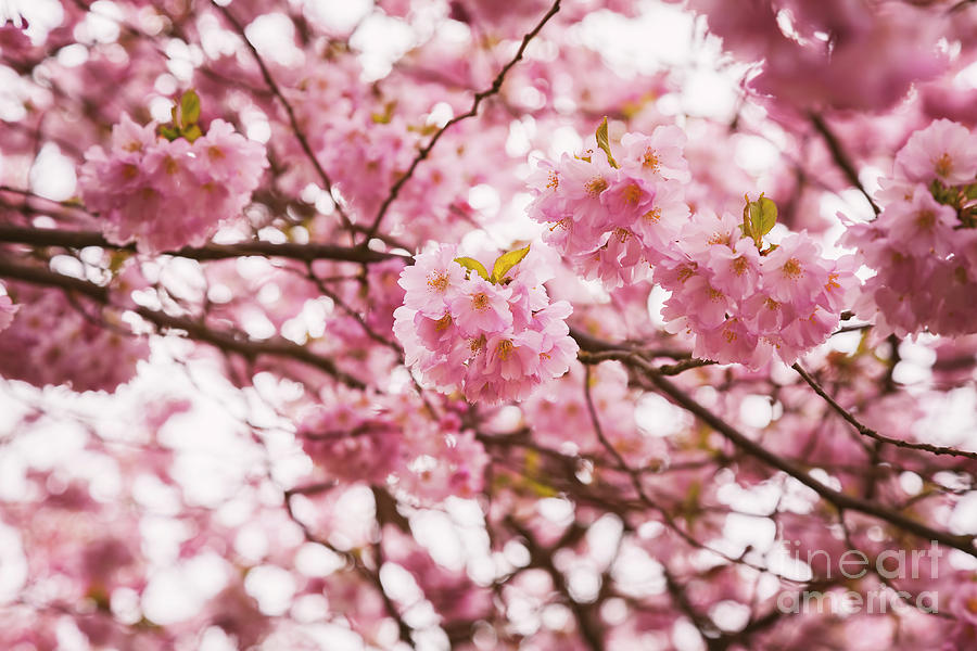 Pink cherry tree Photograph by Sophie McAulay