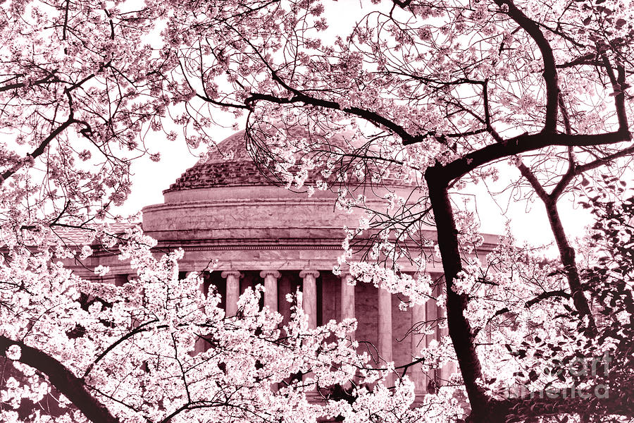 Pink Cherry Trees at the Jefferson Memorial Photograph by Olivier Le Queinec