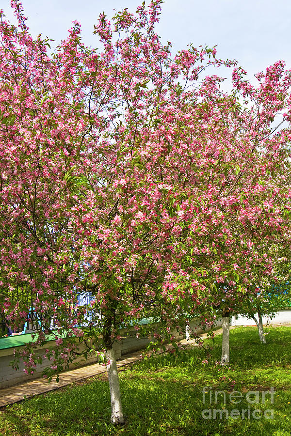 Pink cherry trees Photograph by Irina Afonskaya
