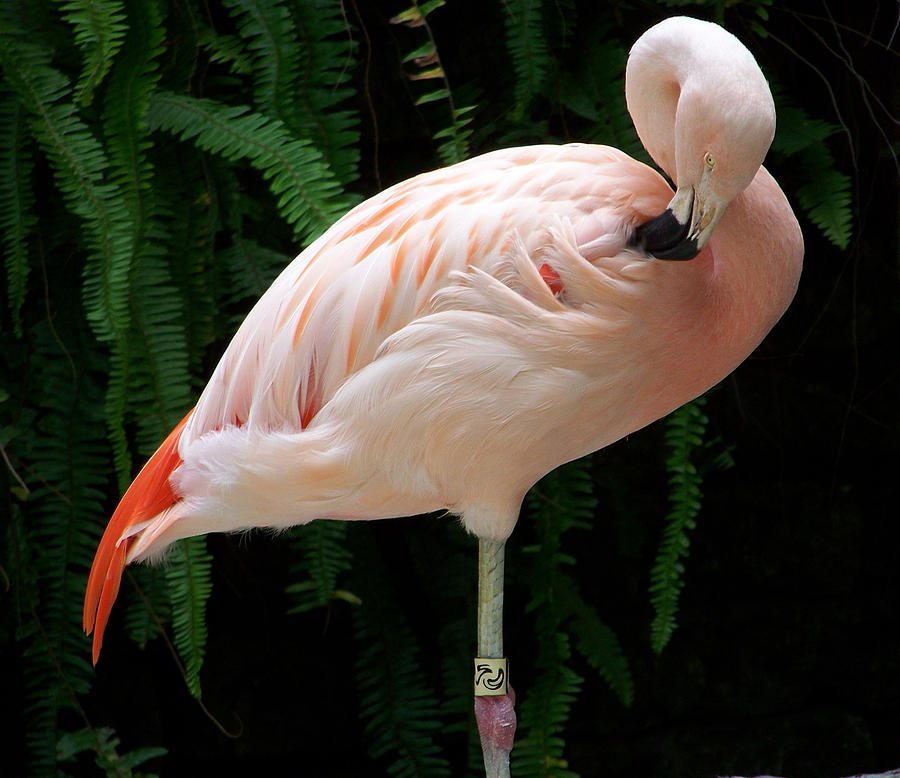 Pink Chilean Flamingo Photograph by Amanda Vouglas