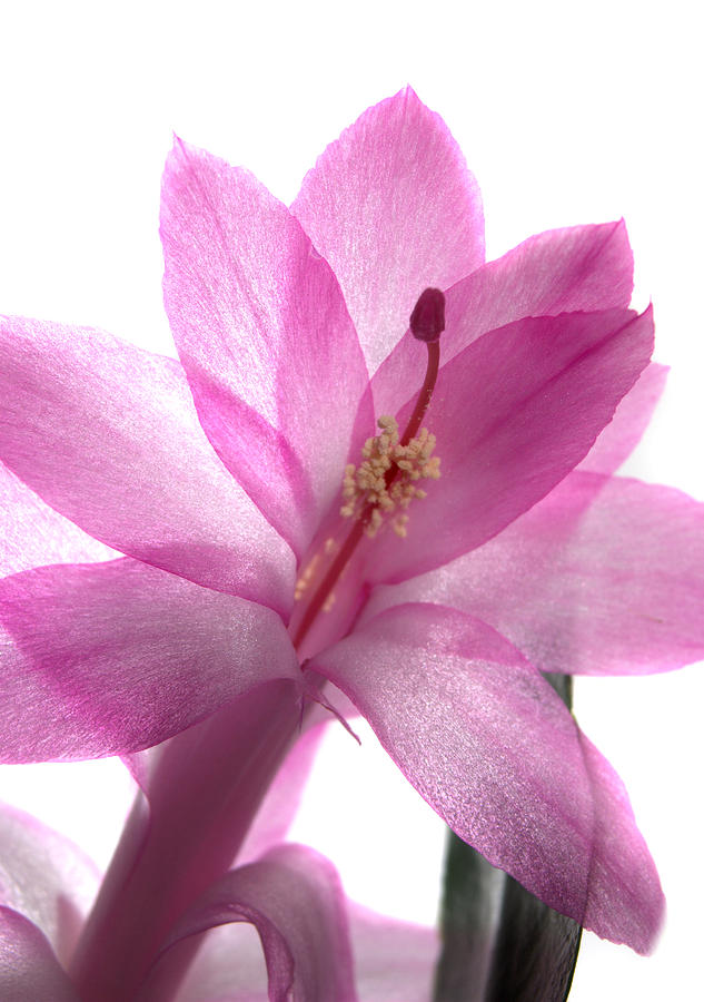 Pink Christmas Cactus Flower Photograph by Nathan Abbott