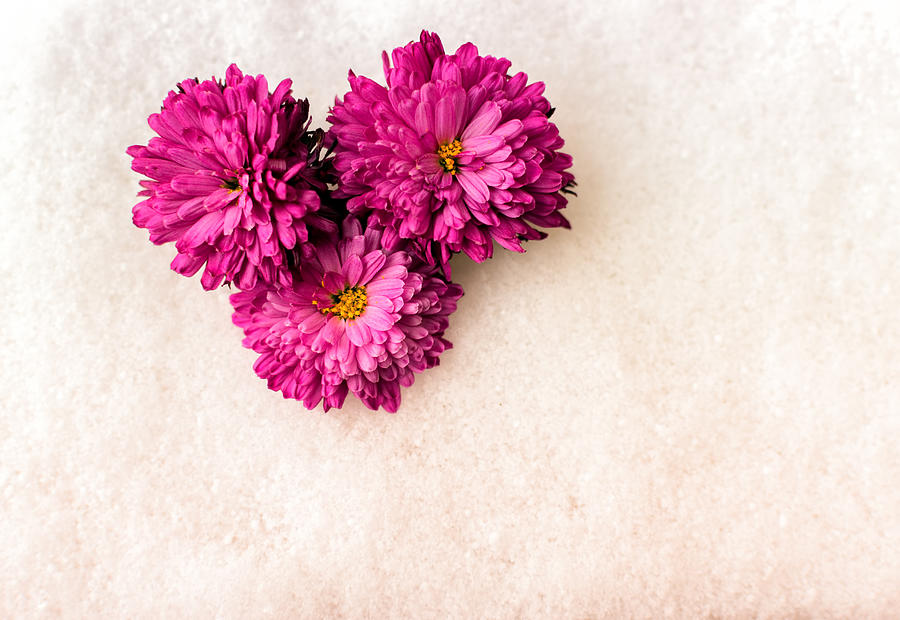 Pink Chrysanthemum Flowers on Snow Photograph by John Williams