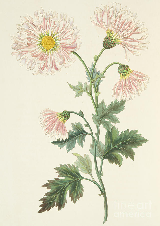 Still Life Drawing - Pink Chrysanthemum by Margaret Roscoe