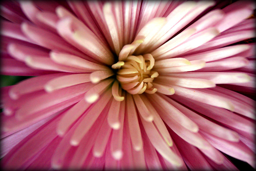 Pink Chrysanthemum Photograph by Susie Weaver
