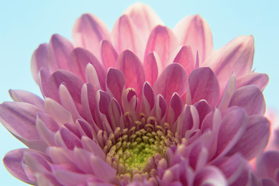 Pink Chrysanthemum Photograph