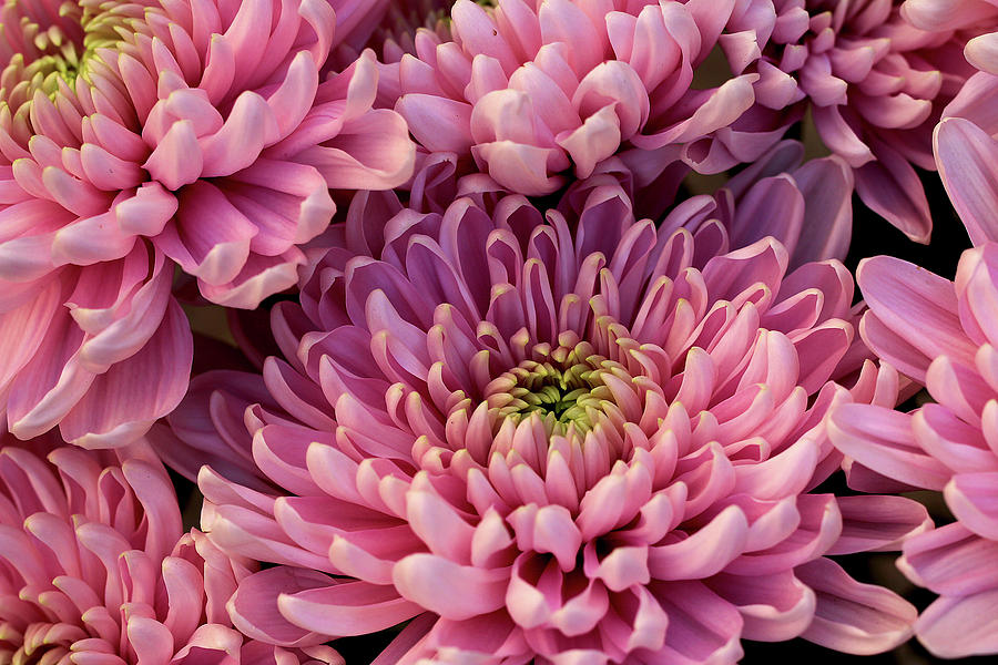 Pink Chrysanthemums Photograph by Vanessa Thomas