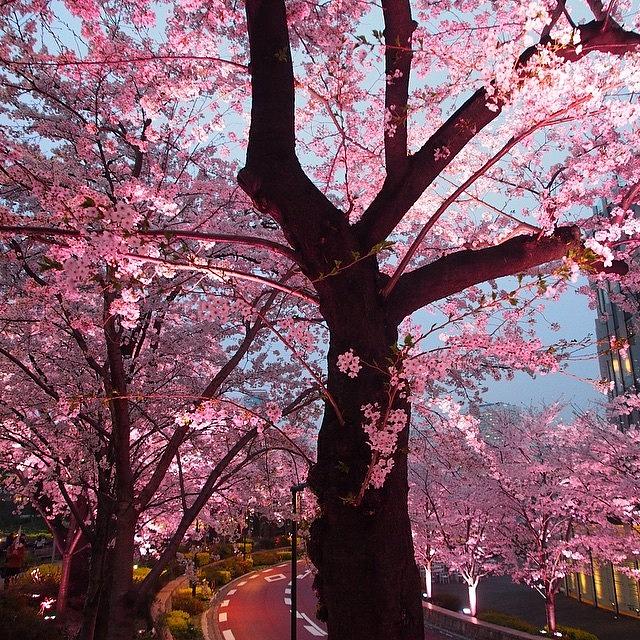 Nature Photograph - #pink #city #japón #japan #jj_skylove by Moto Moto
