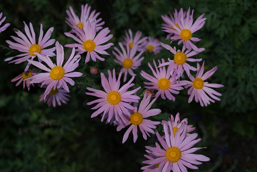 Pink Clara Curtis Daisy Chrysanthemum 2 Photograph by Holly Eads