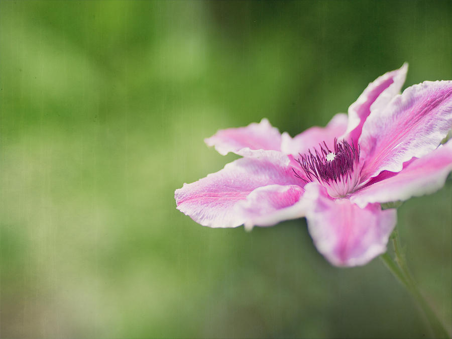 Pink Clematis 2 Photograph by Rebecca Cozart