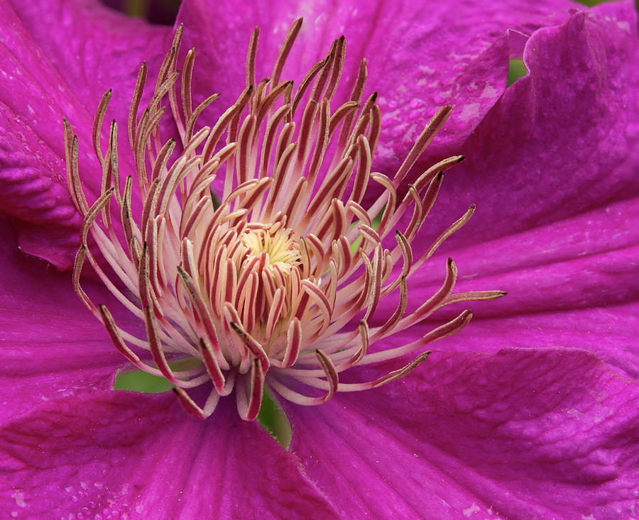 Pink Clematis Center Photograph by Jean Noren