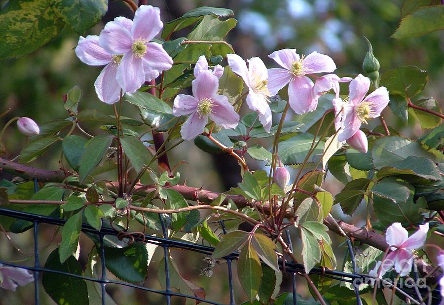 Nature Photograph - Pink Clematis by Chere Lei
