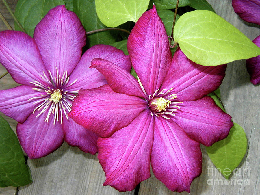 Pink Clematis Climber Photograph by Laura Brightwood