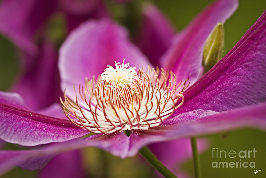 Pink Clematis Flower Photograph by Alana Ranney