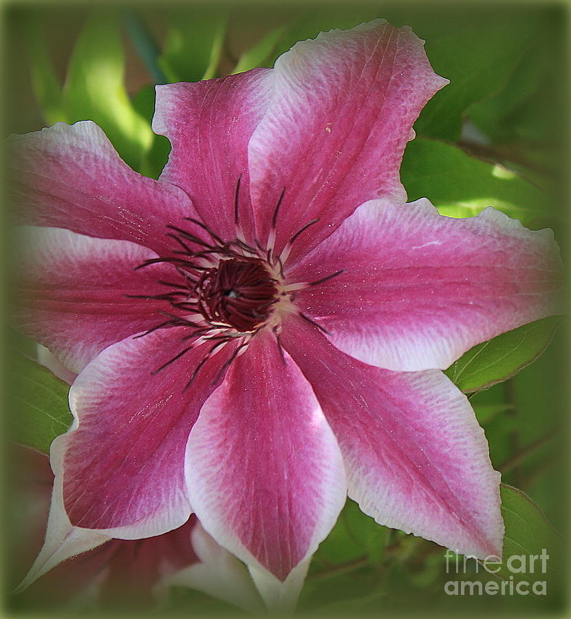 Pink Clematis in Full Bloom Photograph by Dora Sofia Caputo