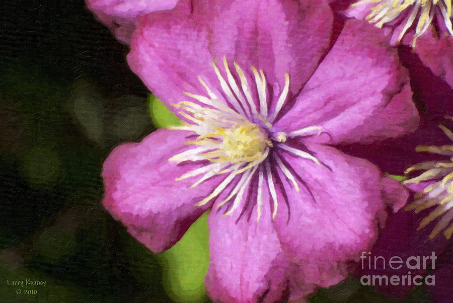 Pink Clematis Photograph by Larry Keahey