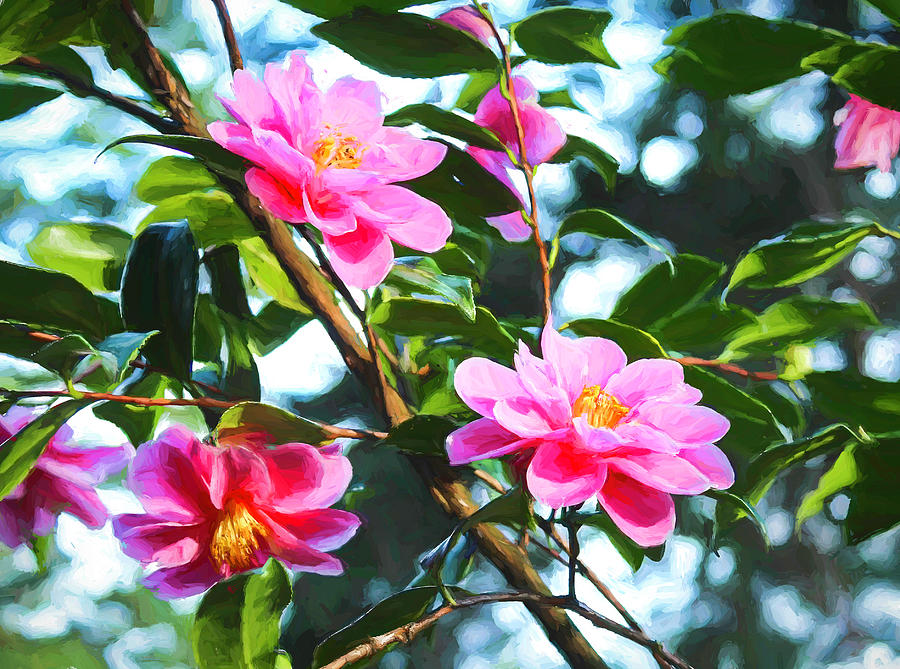 Pink Camellia Photograph by Lorraine Baum
