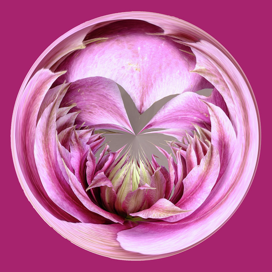 Pink Clematis Orb II Digital Art by Michelle Whitmore