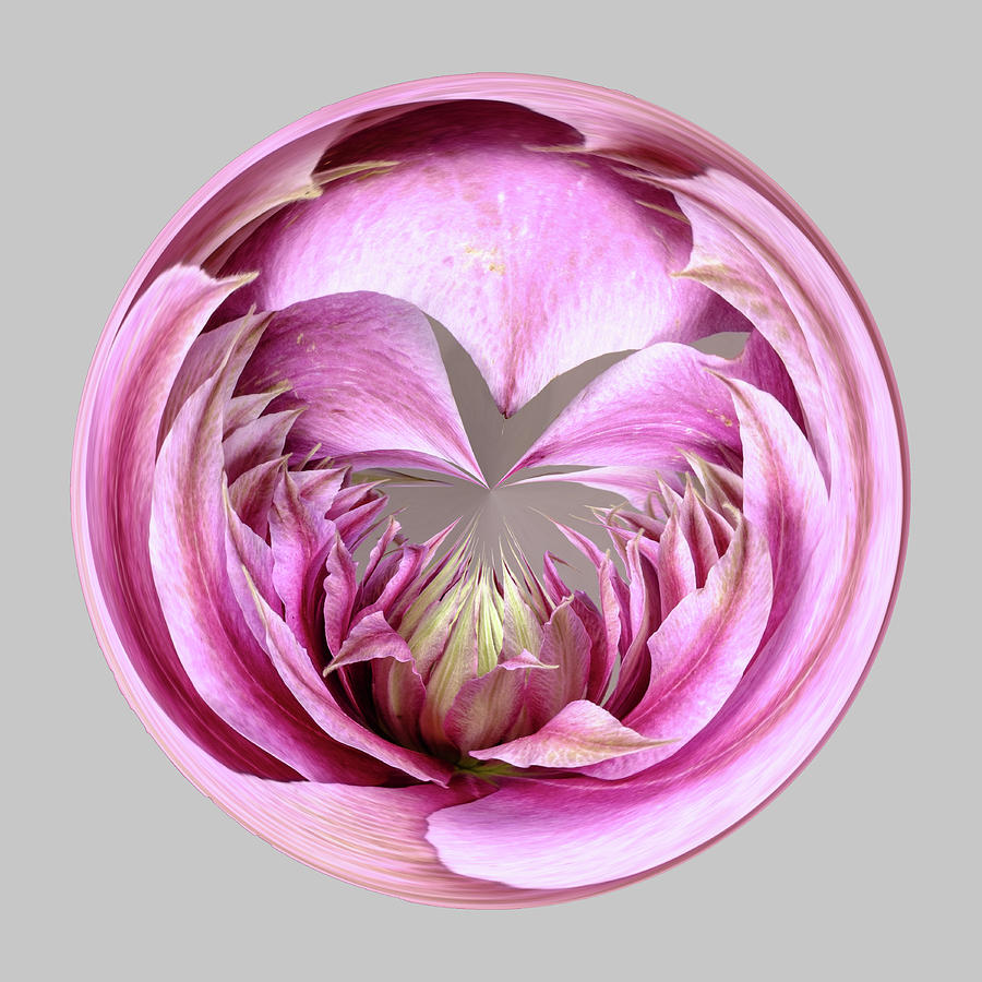 Pink Clematis Orb Digital Art by Michelle Whitmore