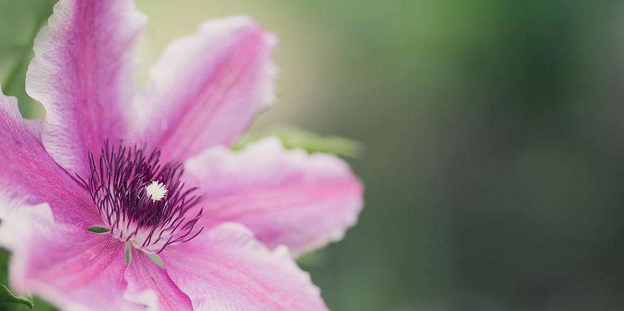 Pink Clematis Photograph by Rebecca Cozart