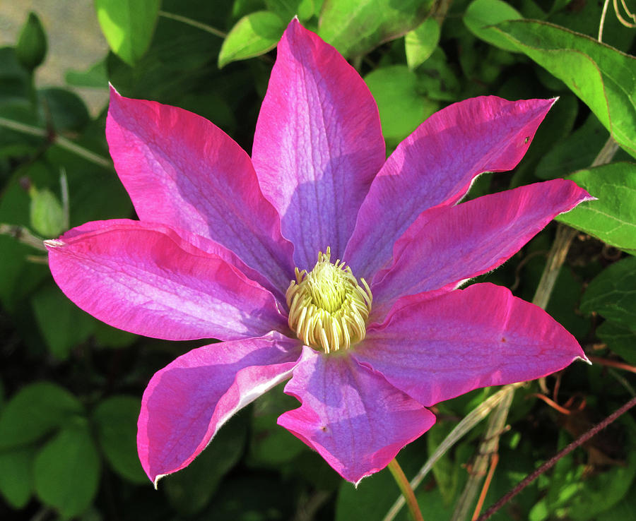 Pink Clematis Photograph by Vijay Sharon Govender