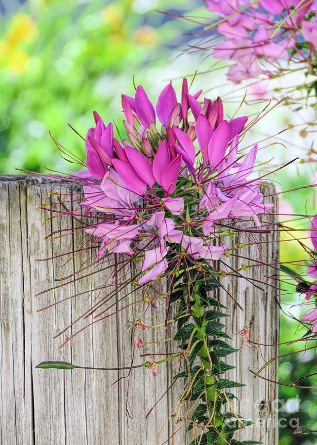 Pink Cleome Photograph by Janice Drew