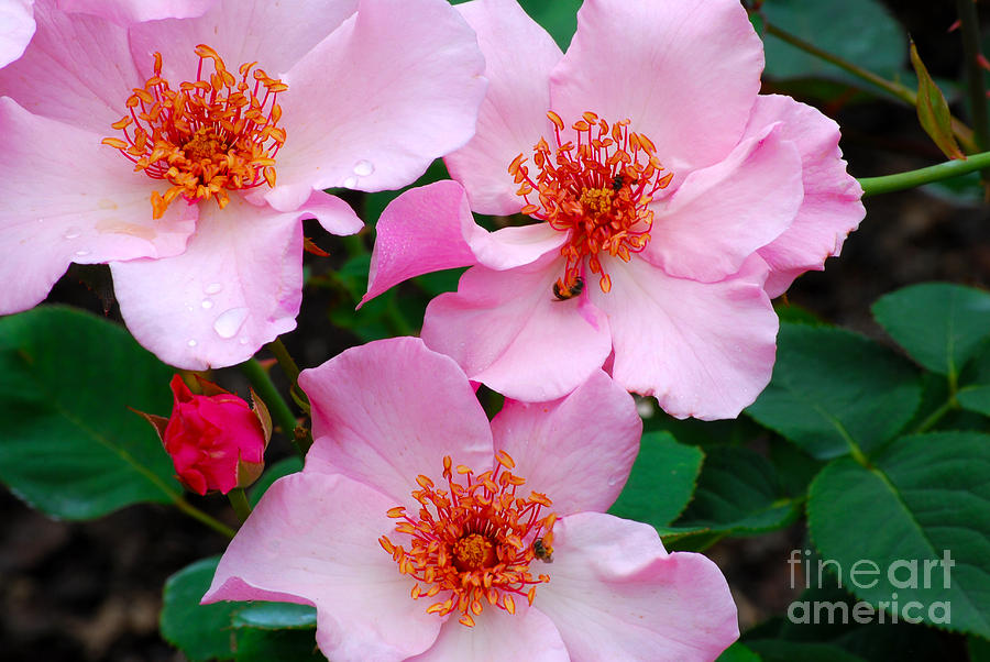 Salmon Photograph - Pink Climbing Roses  by Nancy Mueller