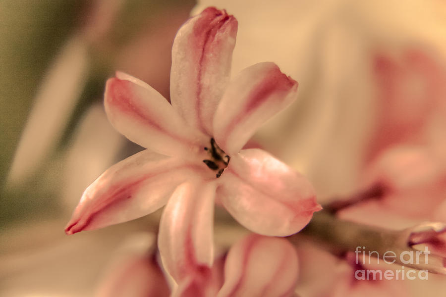 Nature Photograph - Pink - close up by Claudia M Photography