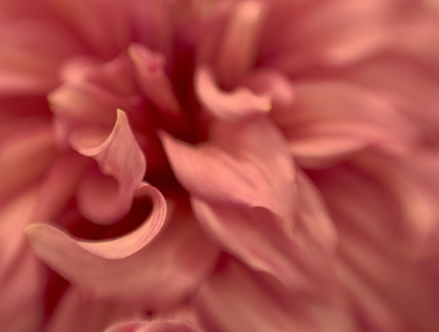 Pink Close Up Photograph by Roni Chastain