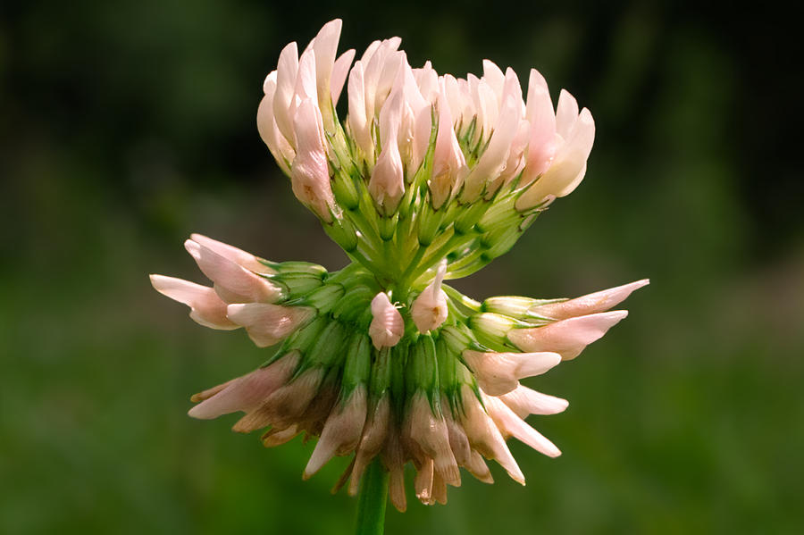Pink Clover Blossom Photograph by Grant Groberg
