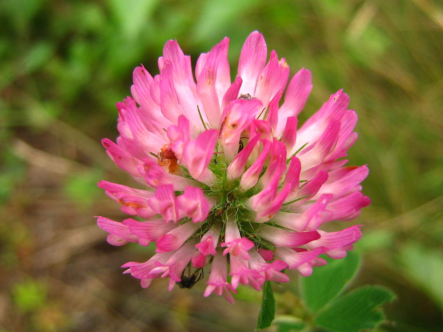 Pink Clover Flower Photograph by Melissa Parks