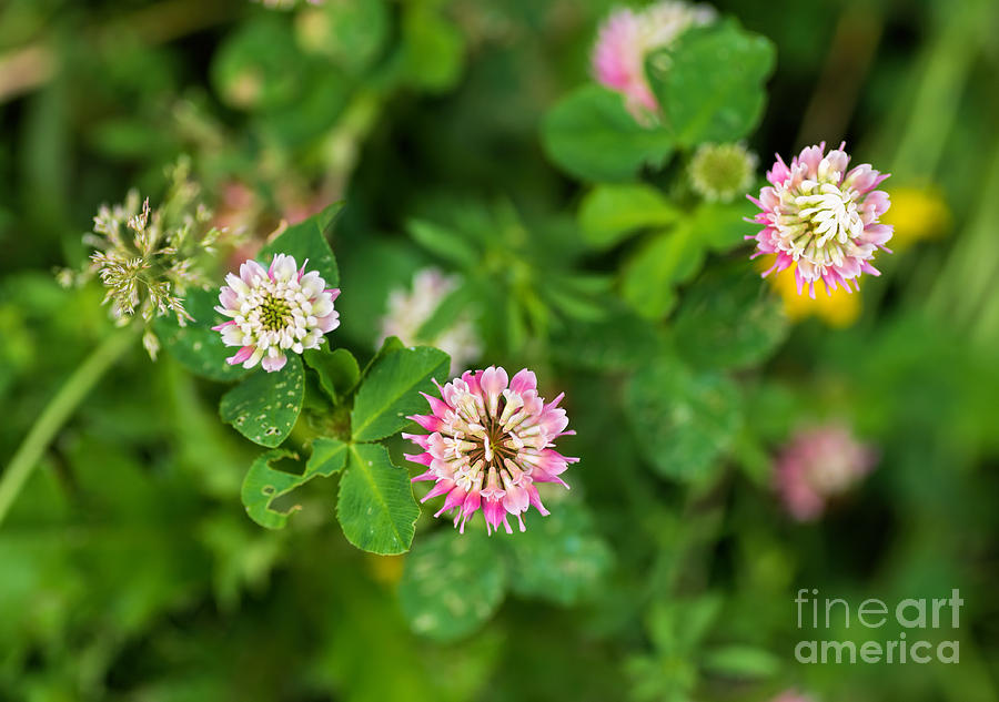 Pink clover flowers Photograph by Les Palenik