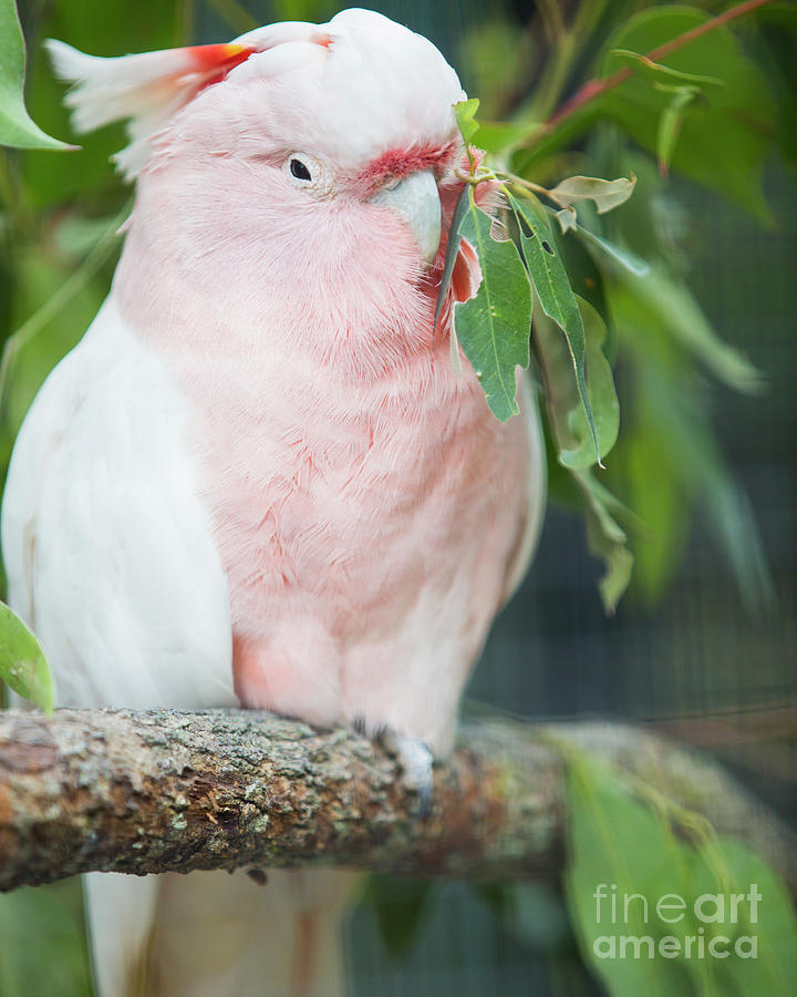 Pink Cockatoo Photograph by Agnes Caruso