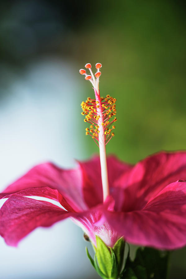 Pink colored hibiscus closeup image Photograph by Vishwanath Bhat