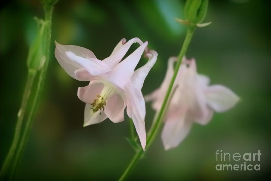 Pink Columbine Photograph by Elizabeth Dow