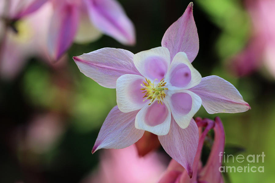 Pink Columbine Flower Photograph by Karen Adams