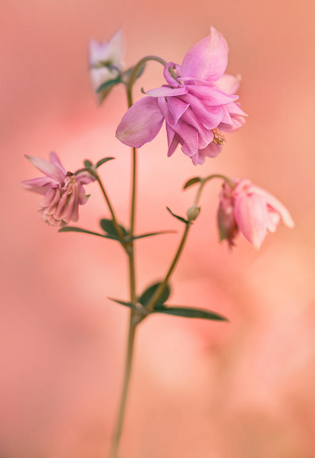 Pink columbine flowers Photograph by Jaroslaw Blaminsky