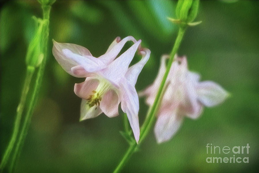 Pink Columbine Oil Painting Photograph by Elizabeth Dow