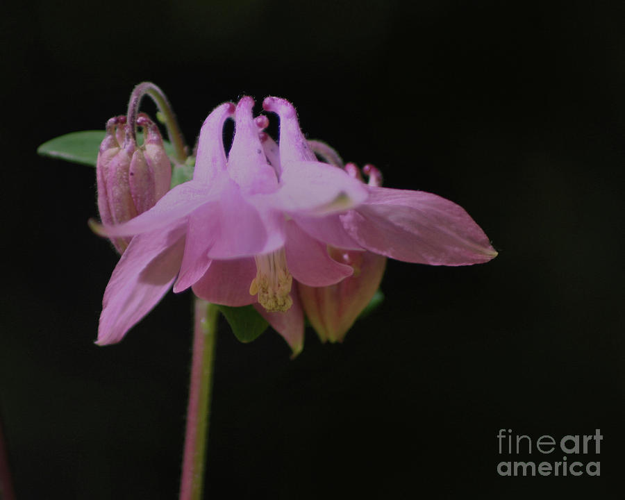 Pink Columbine On Black Photograph by Smilin Eyes Treasures