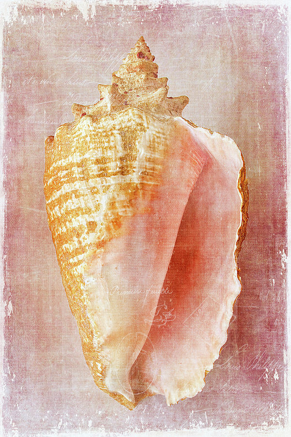 Pink Conch Photograph by Cindi Ressler