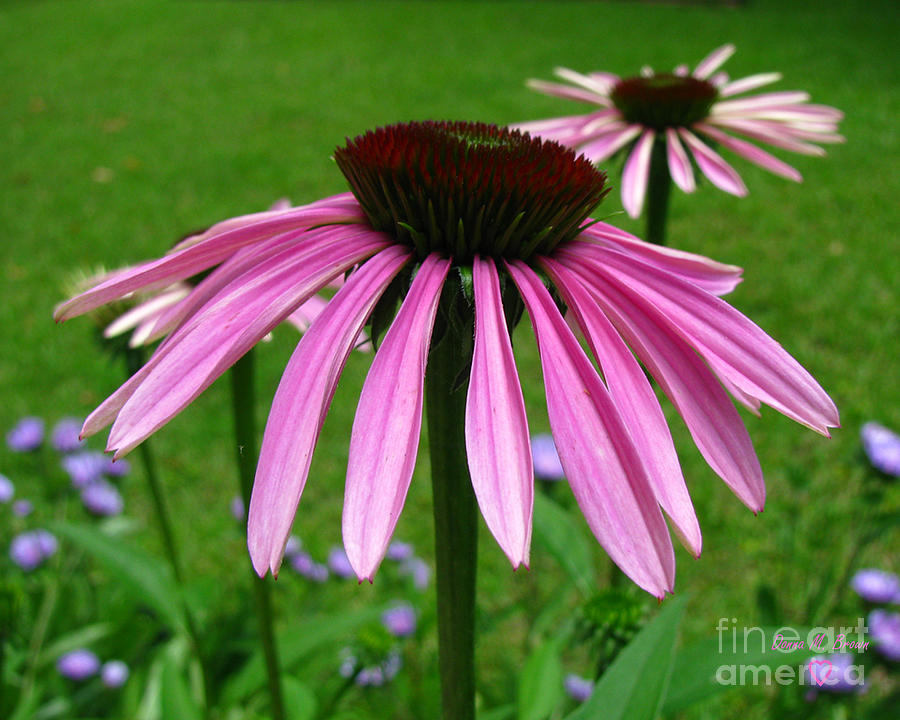 Pink Cone Flowers Photograph by Donna Brown