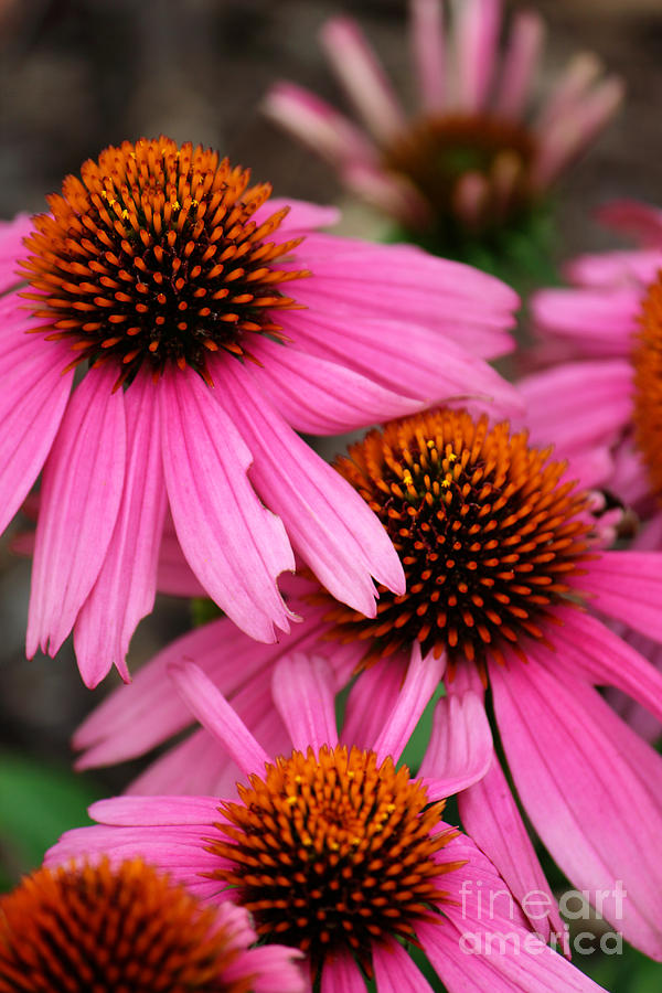 Pink Cone Flowers by Jackie Farnsworth Pink Cone Flowers by Jackie Farnsworth