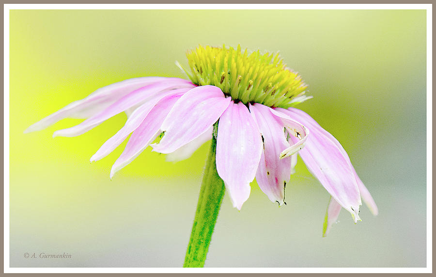 Pink Coneflower Photograph by A Macarthur Gurmankin