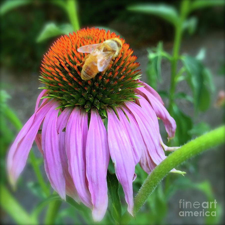 Pink Coneflower And A Bee Photograph