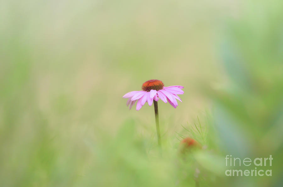 Pink Coneflower - Flowers Of Summer Photograph