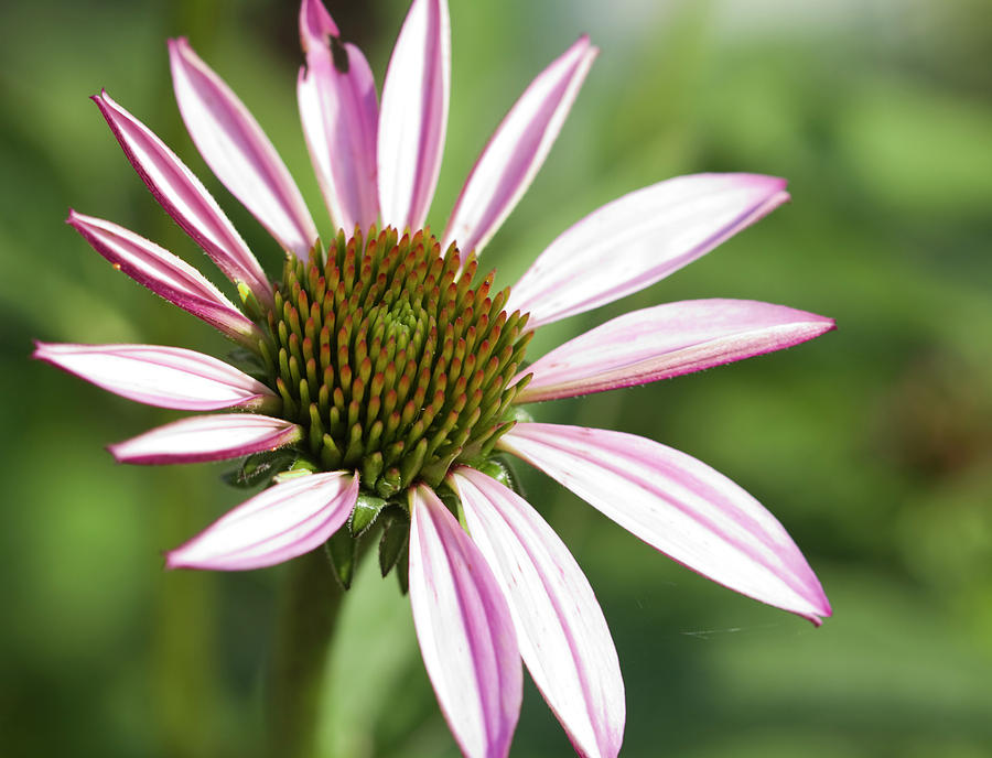Pink Coneflower  Photograph by Kathy Clark
